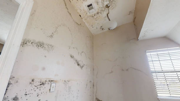 Best Forensic Mold Investigation  in Glendora, NJ