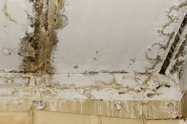 Best Emergency Mold Remediation  in Glendora, NJ
