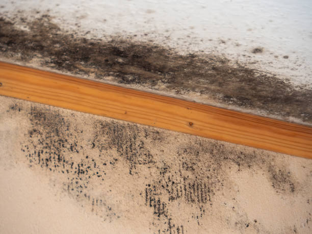 Best Basement Mold Removal  in Glendora, NJ