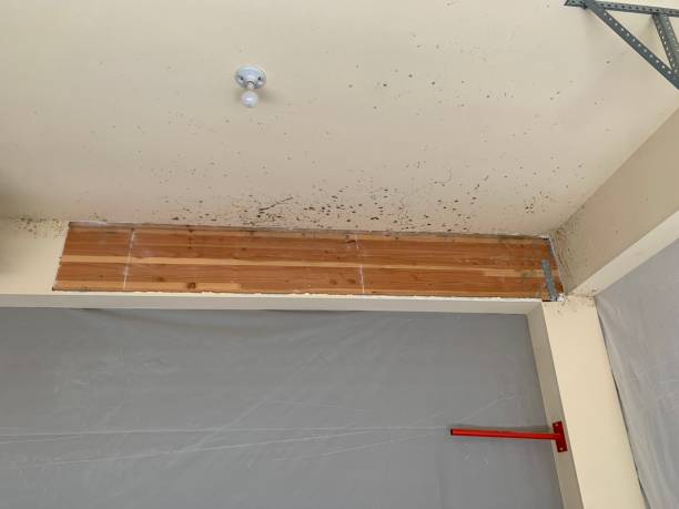 Best Mold Remediation for Healthcare Facilities  in Glendora, NJ
